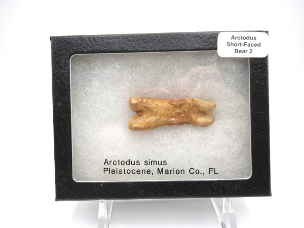 Genuine Pleistocene Age Arctodus Short Faced Bear from Florida for Sale #2