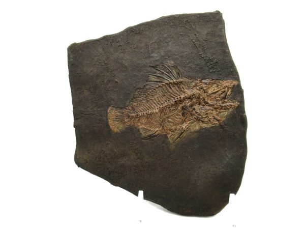 Genuine Eocene Age Messel Prepared Fish from Germany for Sale #1