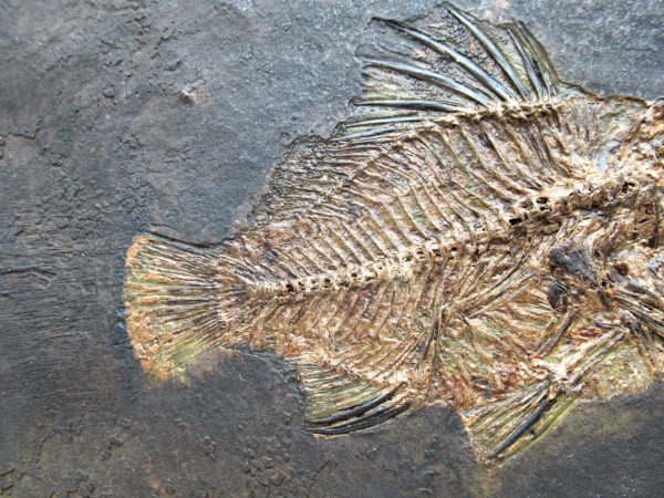 Genuine Eocene Age Messel Prepared Fish from Germany for Sale #1c