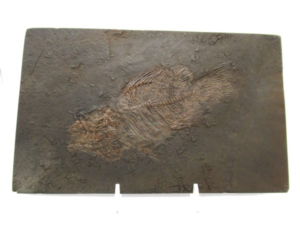 Genuine Eocene Age Messel Prepared Fish from Germany for Sale #2