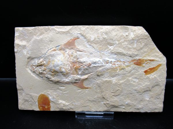 Genunie Cretaceous Age Cocoddus Armatus Fish Fossil for Sale #1