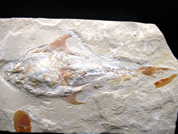 Genunie Cretaceous Age Cocoddus Armatus Fish Fossil for Sale #1a