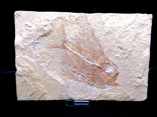 Genunie Cretaceous Age Ctenothrissa Fish Fossil for Sale #1