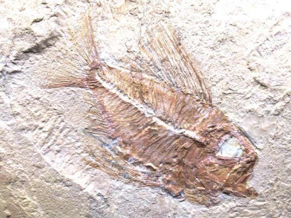 Genunie Cretaceous Age Ctenothrissa Fish Fossil for Sale #1a