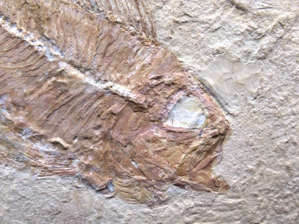 Genunie Cretaceous Age Ctenothrissa Fish Fossil for Sale #1b