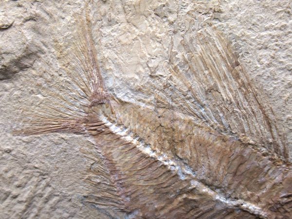 Genunie Cretaceous Age Ctenothrissa Fish Fossil for Sale #1d