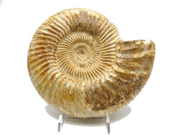 Genuine Jurassic Age Perisphinctes Ammonite Fossil for Sale from Madagascaar #23