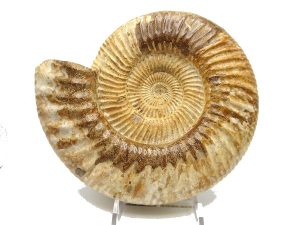 Genuine Jurassic Age Perisphinctes Ammonite Fossil for Sale from Madagascaar #23b