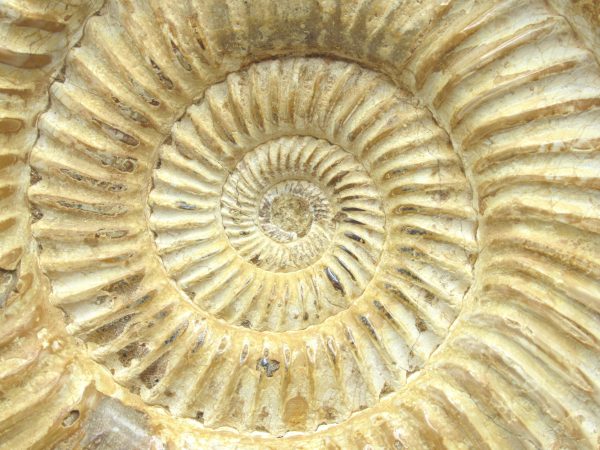 Genuine Jurassic Age Perisphinctes Ammonite Fossil for Sale from Madagascaar #23c