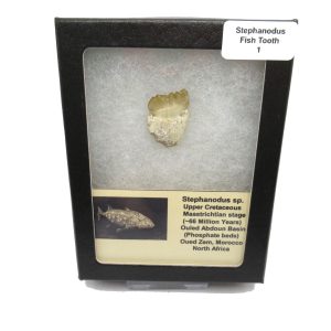 Genuine Cretaceous Age Stephanodus Fish Tooth Fossil for Sale from Morocco #1