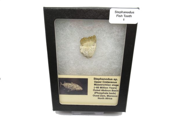 Genuine Cretaceous Age Stephanodus Fish Tooth Fossil for Sale from Morocco #1