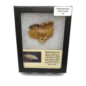 Genuine Cretaceous Age Stephanodus Fish Tooth Fossil for Sale from Morocco #10