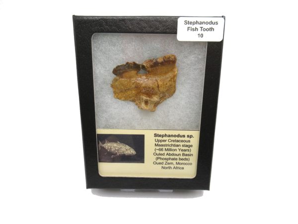 Genuine Cretaceous Age Stephanodus Fish Tooth Fossil for Sale from Morocco #10