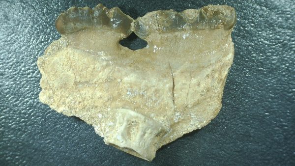 Genuine Cretaceous Age Stephanodus Fish Tooth Fossil for Sale from Morocco #10a