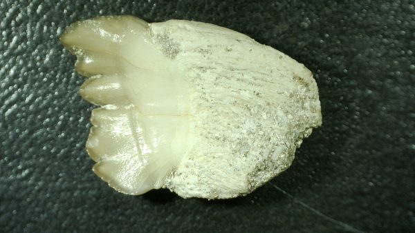 Genuine Cretaceous Age Stephanodus Fish Tooth Fossil for Sale from Morocco #1a