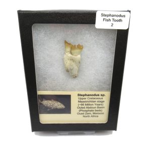 Genuine Cretaceous Age Stephanodus Fish Tooth Fossil for Sale from Morocco #2