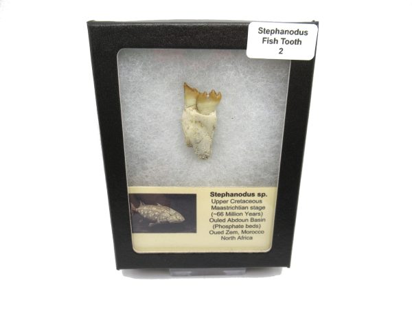 Genuine Cretaceous Age Stephanodus Fish Tooth Fossil for Sale from Morocco #2