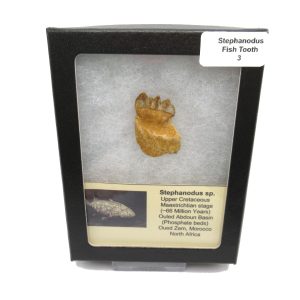 Genuine Cretaceous Age Stephanodus Fish Tooth Fossil for Sale from Morocco #3