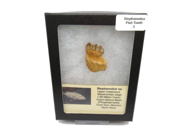 Genuine Cretaceous Age Stephanodus Fish Tooth Fossil for Sale from Morocco #3