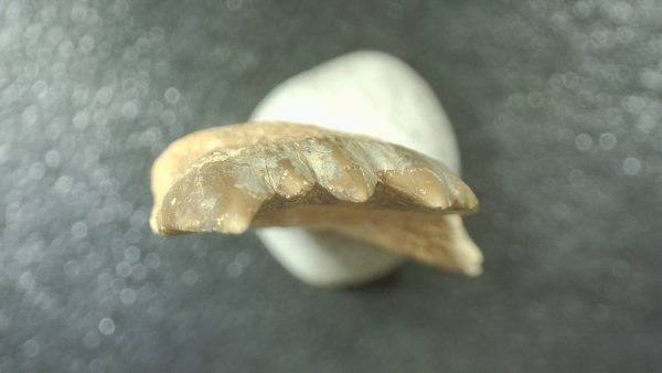 Genuine Cretaceous Age Stephanodus Fish Tooth Fossil for Sale from Morocco #3c