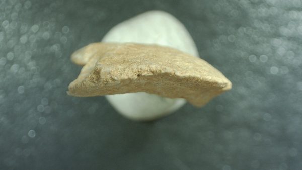 Genuine Cretaceous Age Stephanodus Fish Tooth Fossil for Sale from Morocco #3d