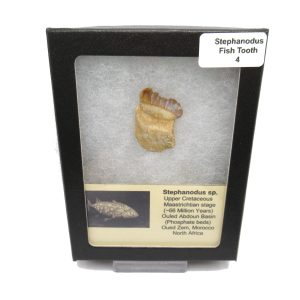 Genuine Cretaceous Age Stephanodus Fish Tooth Fossil for Sale from Morocco #4