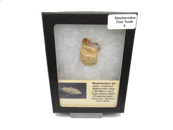 Genuine Cretaceous Age Stephanodus Fish Tooth Fossil for Sale from Morocco #4