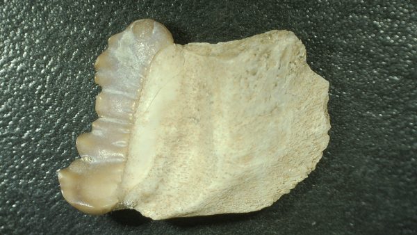 Genuine Cretaceous Age Stephanodus Fish Tooth Fossil for Sale from Morocco #4a