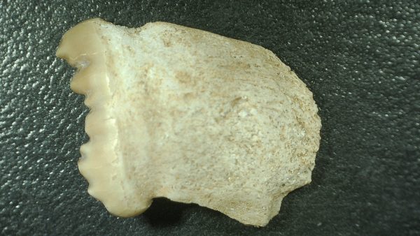 Genuine Cretaceous Age Stephanodus Fish Tooth Fossil for Sale from Morocco #4b