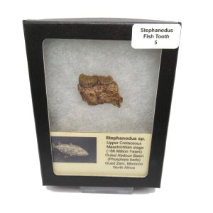 Genuine Cretaceous Age Stephanodus Fish Tooth Fossil for Sale from Morocco #5