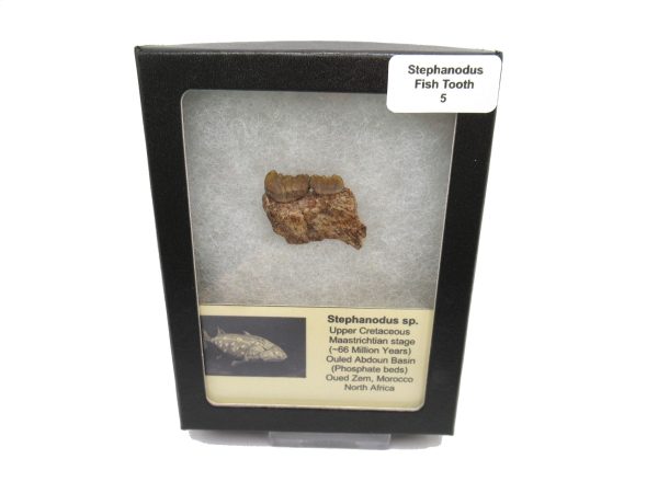 Genuine Cretaceous Age Stephanodus Fish Tooth Fossil for Sale from Morocco #5