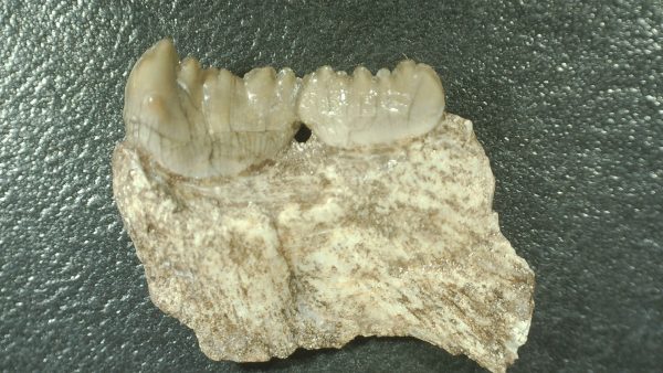 Genuine Cretaceous Age Stephanodus Fish Tooth Fossil for Sale from Morocco #5a