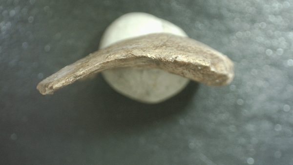 Genuine Cretaceous Age Stephanodus Fish Tooth Fossil for Sale from Morocco #5d