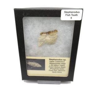 Genuine Cretaceous Age Stephanodus Fish Tooth Fossil for Sale from Morocco #6