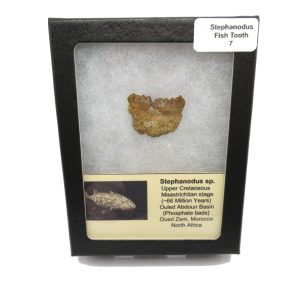 Genuine Cretaceous Age Stephanodus Fish Tooth Fossil for Sale from Morocco #7