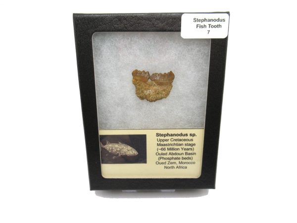 Genuine Cretaceous Age Stephanodus Fish Tooth Fossil for Sale from Morocco #7