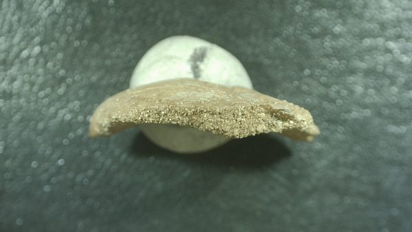 Genuine Cretaceous Age Stephanodus Fish Tooth Fossil for Sale from Morocco #7d