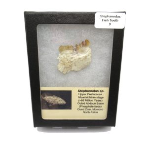 Genuine Cretaceous Age Stephanodus Fish Tooth Fossil for Sale from Morocco #9