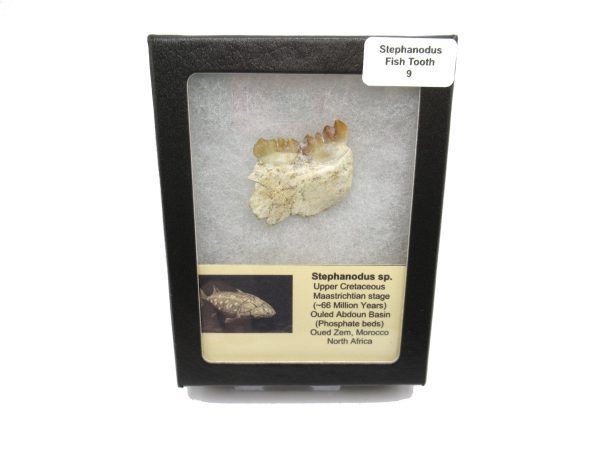 Genuine Cretaceous Age Stephanodus Fish Tooth Fossil for Sale from Morocco #9