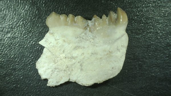 Genuine Cretaceous Age Stephanodus Fish Tooth Fossil for Sale from Morocco #9a