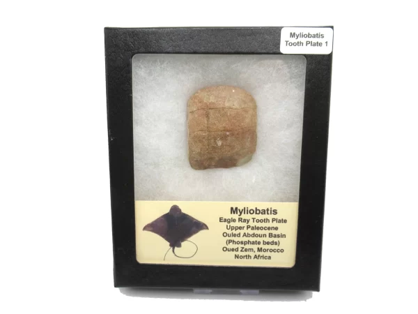 Genuine Paleocene Age Myliobatis Stingray Tooth Plate Fossil for Sale from Morocco #1