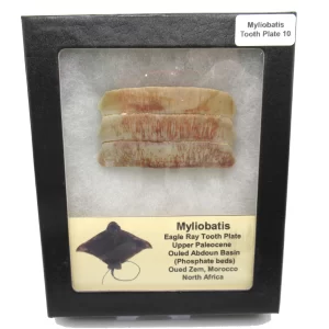 Genuine Paleocene Age Myliobatis Stingray Tooth Plate Fossil for Sale from Morocco #10