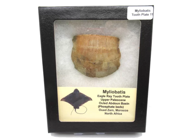 Genuine Paleocene Age Myliobatis Stingray Tooth Plate Fossil for Sale from Morocco #11