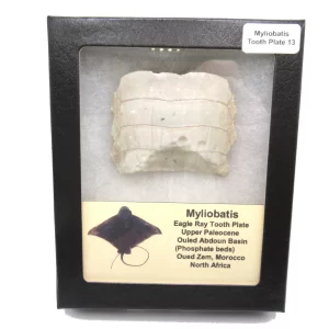 Genuine Paleocene Age Myliobatis Stingray Tooth Plate Fossil for Sale from Morocco #13