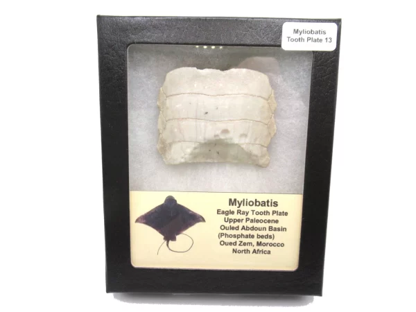 Genuine Paleocene Age Myliobatis Stingray Tooth Plate Fossil for Sale from Morocco #13