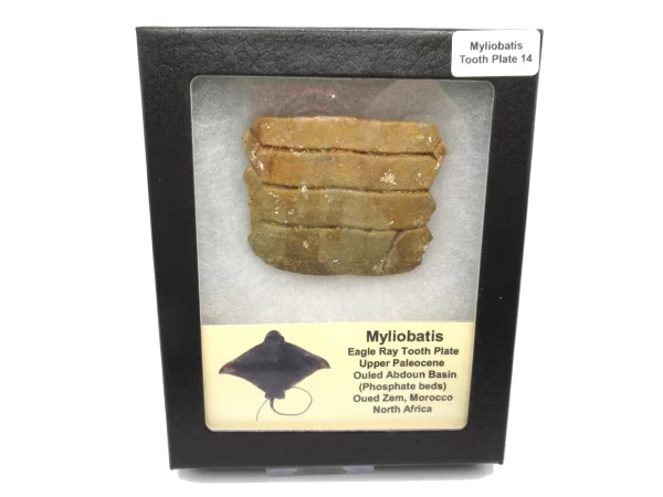 Genuine Paleocene Age Myliobatis Stingray Tooth Plate Fossil for Sale from Morocco #14