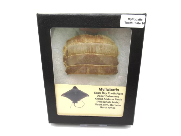 Genuine Paleocene Age Myliobatis Stingray Tooth Plate Fossil for Sale from Morocco #16