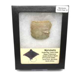 Genuine Paleocene Age Myliobatis Stingray Tooth Plate Fossil for Sale from Morocco #18