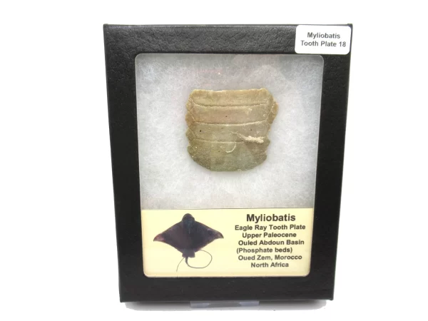 Genuine Paleocene Age Myliobatis Stingray Tooth Plate Fossil for Sale from Morocco #18