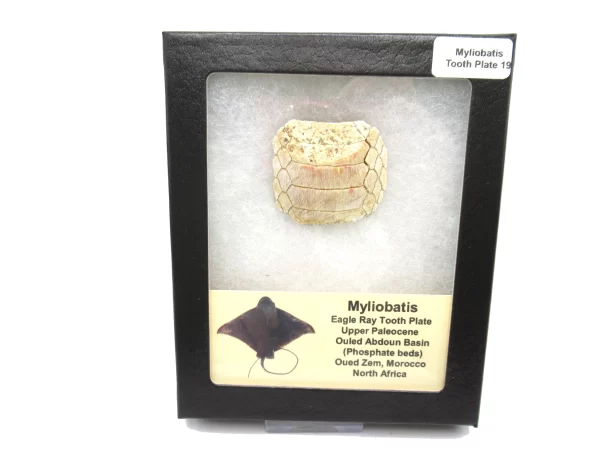 Genuine Paleocene Age Myliobatis Stingray Tooth Plate Fossil for Sale from Morocco #19